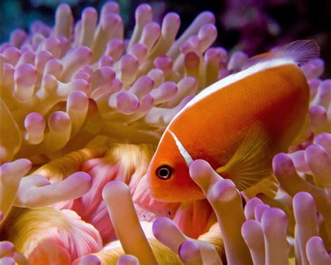 Pink Skunk Clownfish: Saltwater Aquarium Fish for Marine .